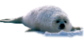 foka_19