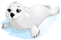 foka_2