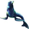 foka_21