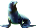 foka_22