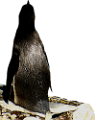 foka_24