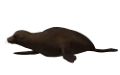 foka_31