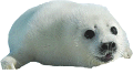 foka_4