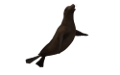 foka_40