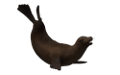 foka_41