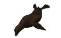 foka_42