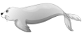 foka_43