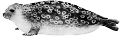 foka_5