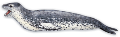foka_6