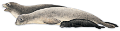 foka_7