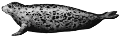 foka_8