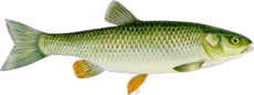 folyami_halak_112.png