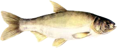 folyami_halak_121.png