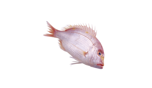 folyami_halak_14.png