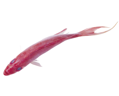 folyami_halak_15.png