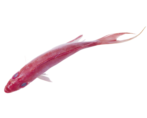 folyami_halak_160.png