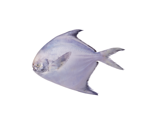 folyami_halak_168.png