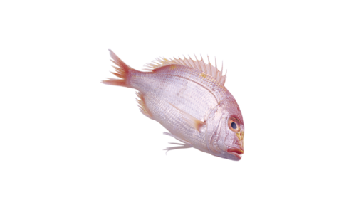 folyami_halak_175.png