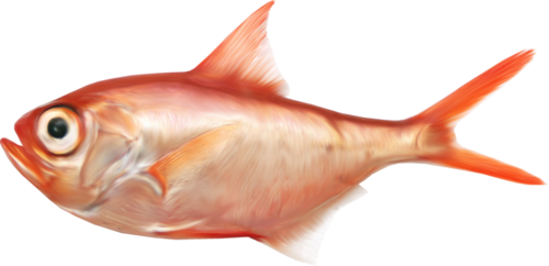 folyami_halak_204.png