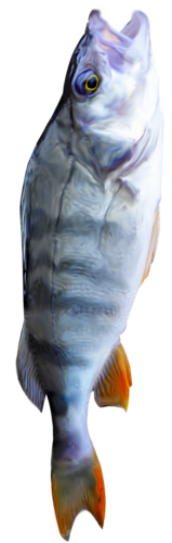 folyami_halak_229.png