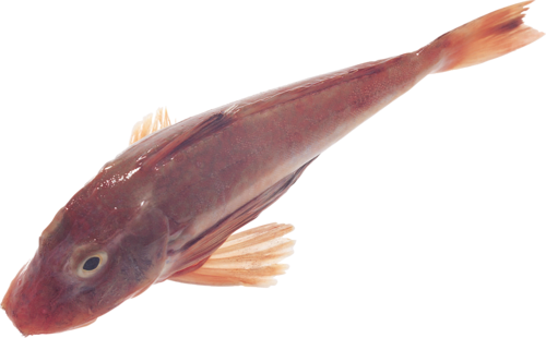 folyami_halak_233.png