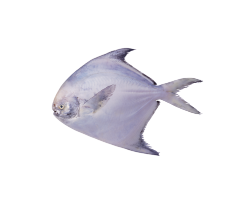 folyami_halak_262.png