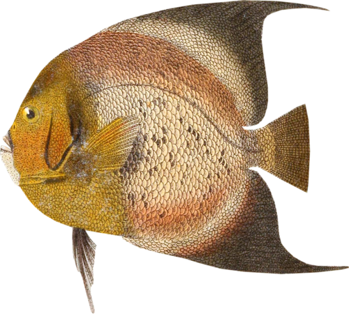 folyami_halak_281.png