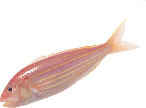 folyami_halak_294.png