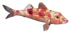 folyami_halak_31.png