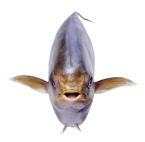 folyami_halak_313.png