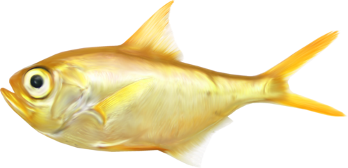folyami_halak_319.png