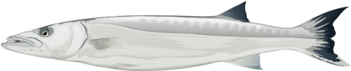 folyami_halak_354.png