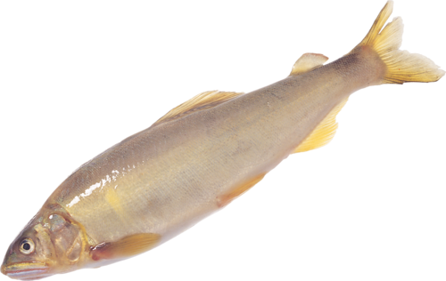 folyami_halak_366.png