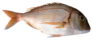 folyami_halak_40.png