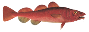 folyami_halak_41.png