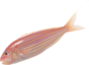 folyami_halak_43.png