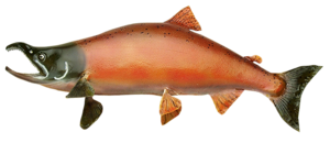 folyami_halak_48.png