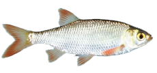 folyami_halak_54.png