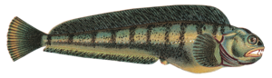 folyami_halak_56.png