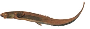 folyami_halak_58.png