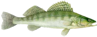 folyami_halak_71.png