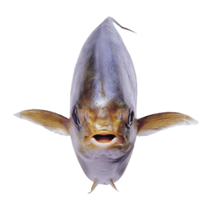 folyami_halak_72.png