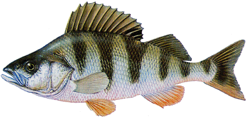 folyami_halak_85.png