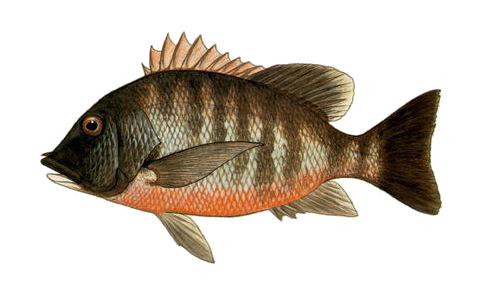 folyami_halak_93.png