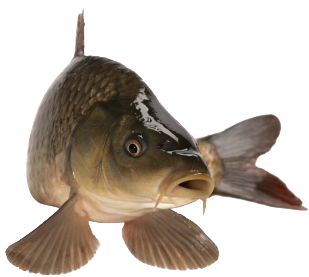folyami_halak_97.png