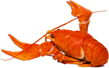 homar_28.png