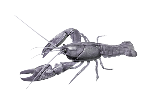 homar_3.png