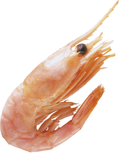 homar_31.png
