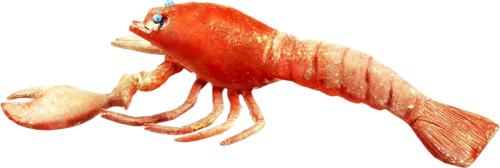 homar_38.png