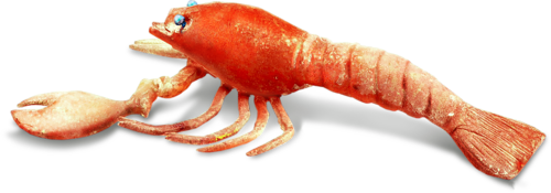 homar_39.png